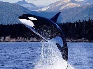 海洋生物