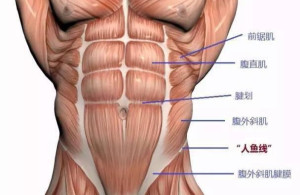 腹部肌肉名称图片
