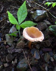 西藏,山西等地区分布区域杯伞属属伞菌目目层菌纲纲真菌门门clitocybe