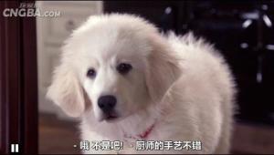 圣诞狗狗图册