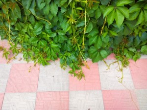 地锦
