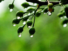 梅雨
