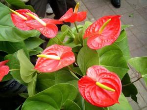 火鹤花