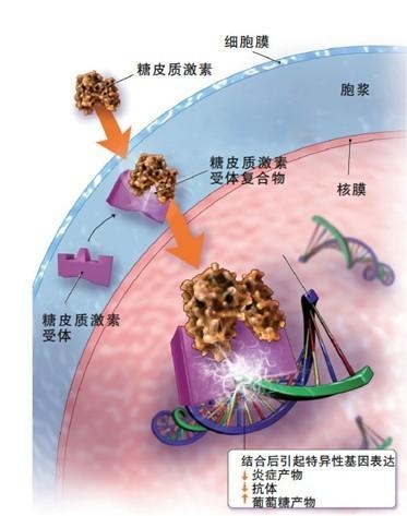 作用机制