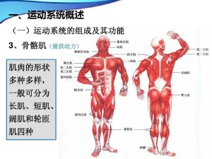 运动系统