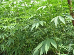 变性植物图册