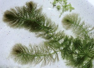 金鱼藻结构图片