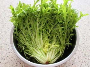 新鲜苦菊