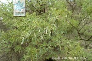砂生槐全株