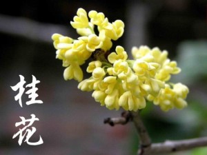 马鞍山市市花——桂花