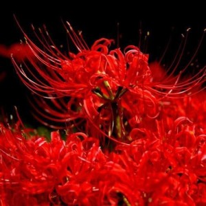 曼珠沙华花语 汉语词汇 搜狗百科 曼珠沙华花语 汉语词汇 搜狗百科