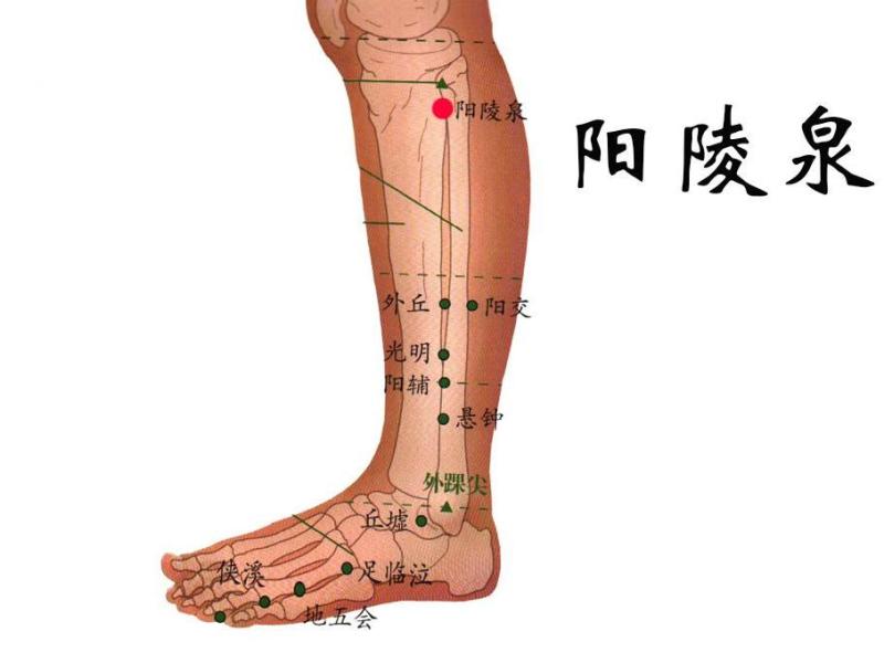 阳陵泉 搜狗百科