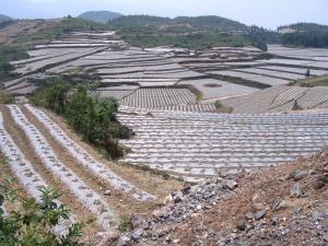 千亩烟场