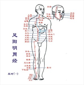 足阳明胃经