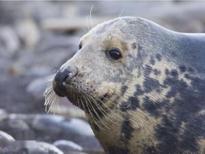 灰海豹