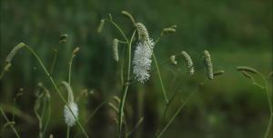 小白花地榆图册