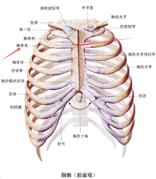 肋骨