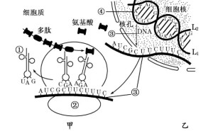 转录