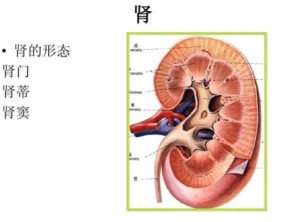 肾门 - 搜狗百科