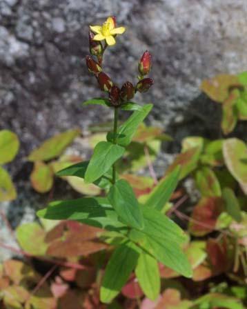 弟切草 植物 搜狗百科