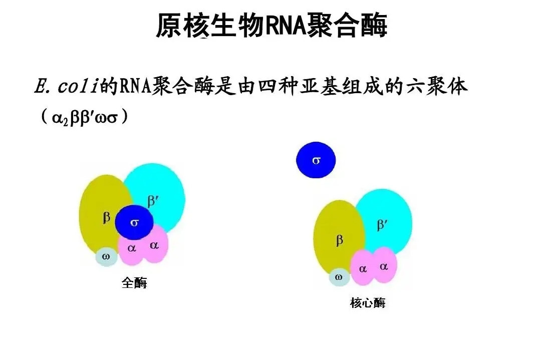 RNA聚合酶(合成RNA的酶)_搜狗百科