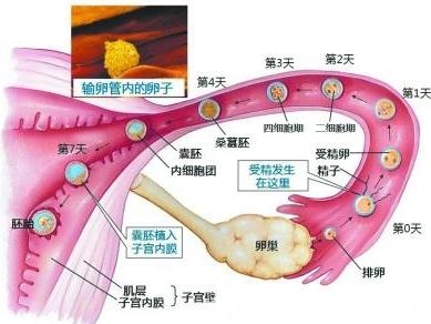 进入输卵管