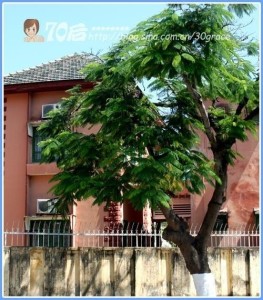 芽庄街头 芽庄街头