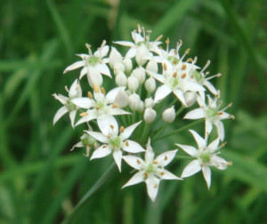 韭菜花