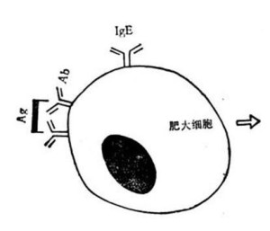 Ⅰ型变态反应示意图