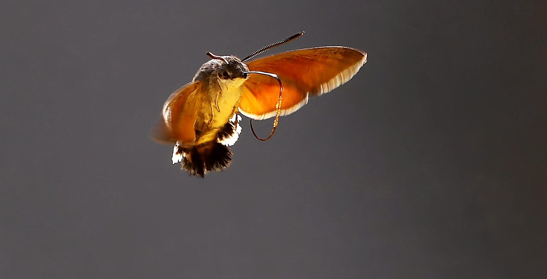 蜂鸟蛾有很多独特的习性和特征,它们像蜜蜂,能发出清晰可闻的嗡嗡声