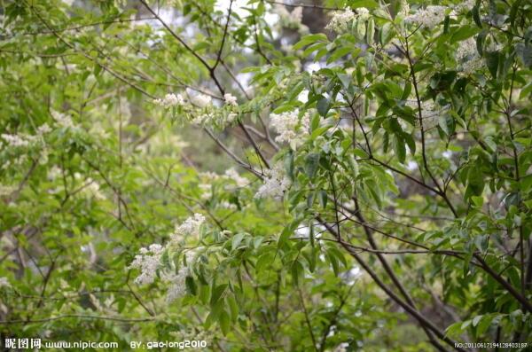 光叶小蜡树 搜狗百科 光叶小蜡树 搜狗百科