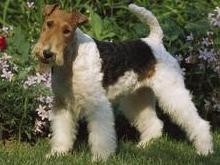 梗犬