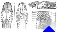 双全白环蛇
