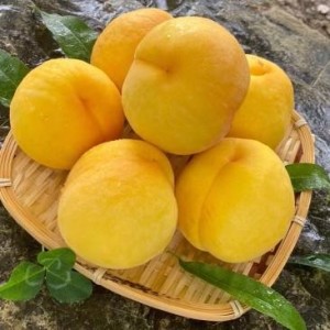 锦绣黄桃
