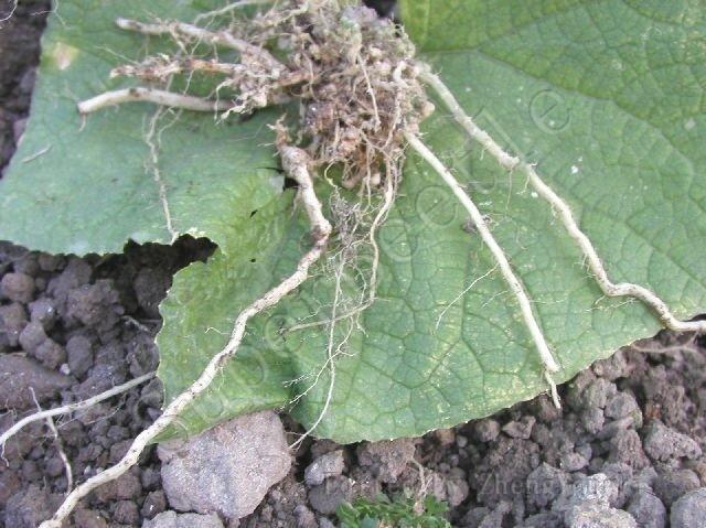 黄瓜根结线虫病