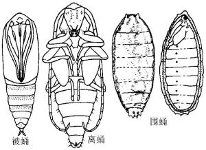 变态发育