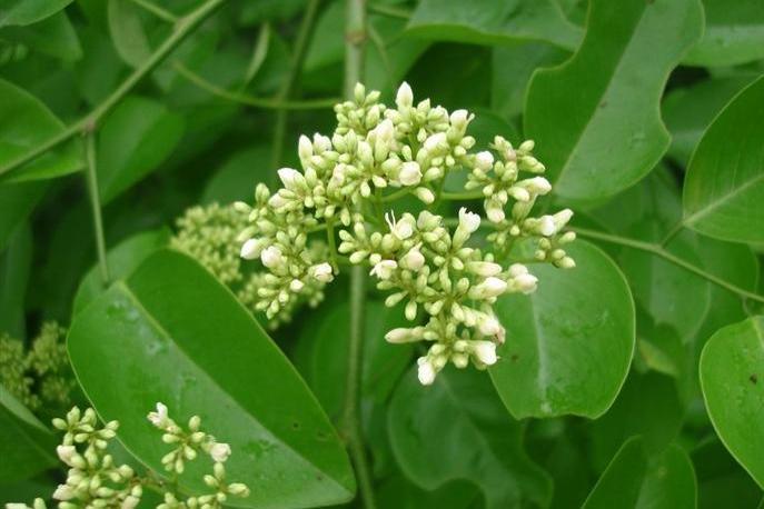 黄花梨 蝶形花科黄檀属植物 搜狗百科