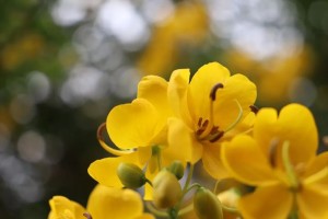 决明