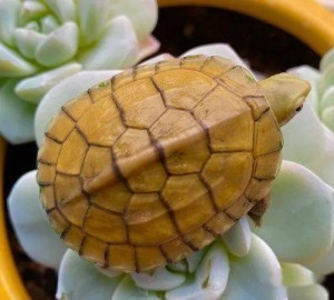黄喉拟水龟