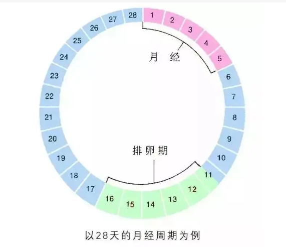 女性排卵期