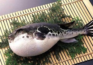 河鲀