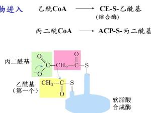 酰基载体蛋白