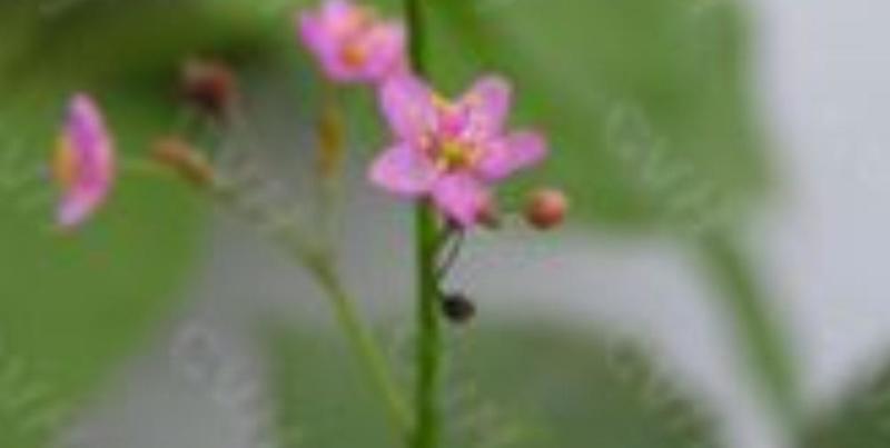 土人参 土人参属植物 搜狗百科