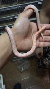 宠物蛇