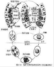 图2-29
