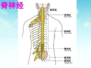 脊神經