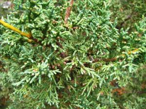 滇藏方枝柏图册