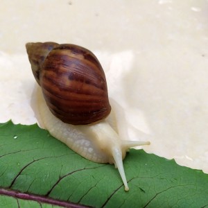白玉蜗牛
