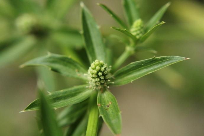 洋芫茜 搜狗百科 洋芫茜 搜狗百科