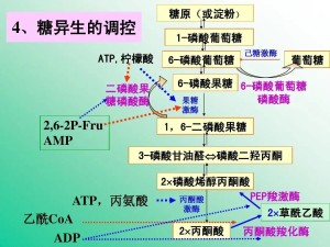 糖异生图图片